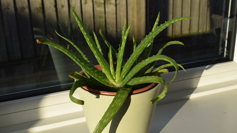 Aloe vera in a white pot in the sun outdoors