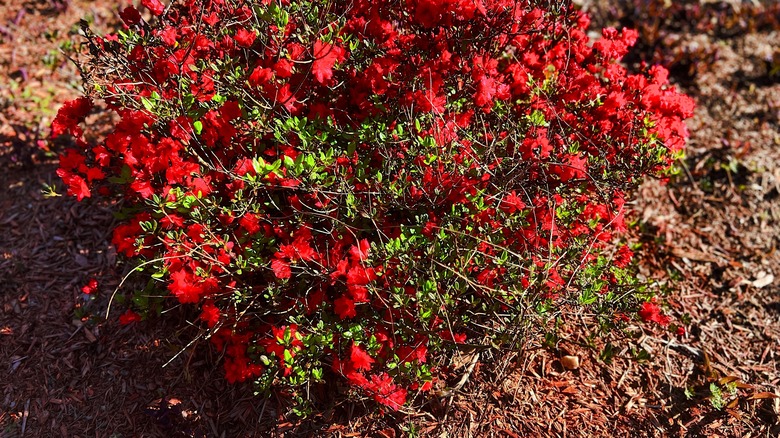 Wood chips around azalea