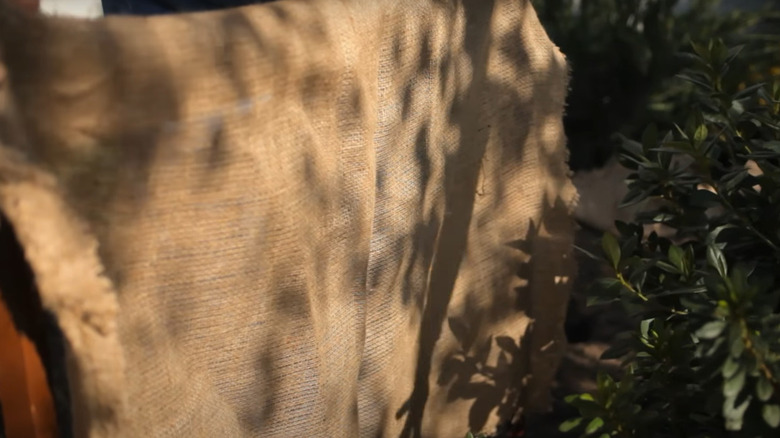 Person draping burlap 
