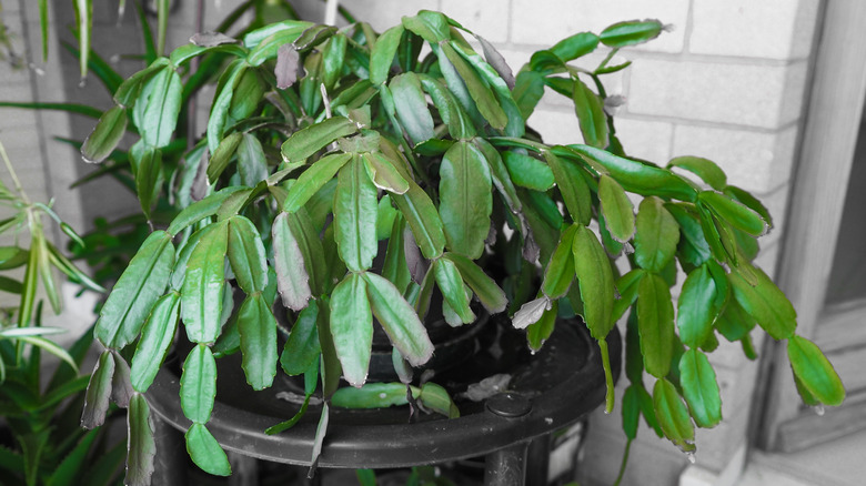 A green Christmas cacti without flowers
