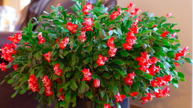 Christmas cactus covered with blooms