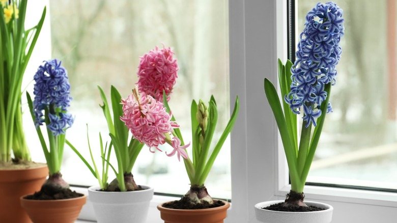 pink and blue hyacinths in pots on a windowsill