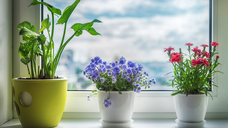 three flowering indoor plants on a window sill