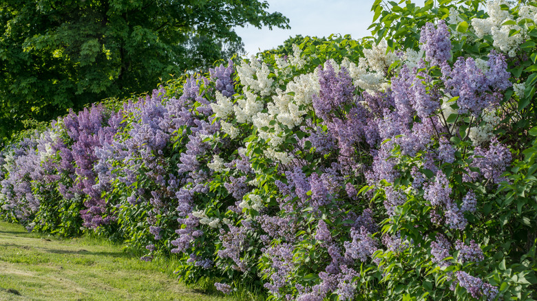 Line of thriving lilac bushes