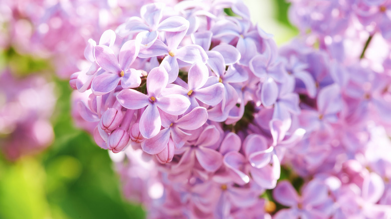 close up of lilac blooms in the sunshine