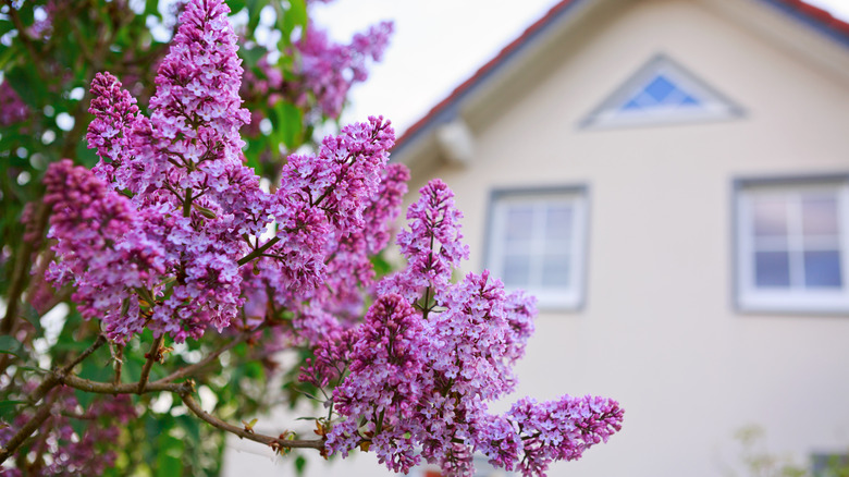 Lilac bush in the yard of a home