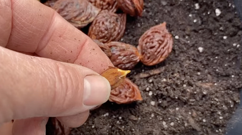 A gardener holds a sprouting peach seed in their hand with peach pits and soil in the background.