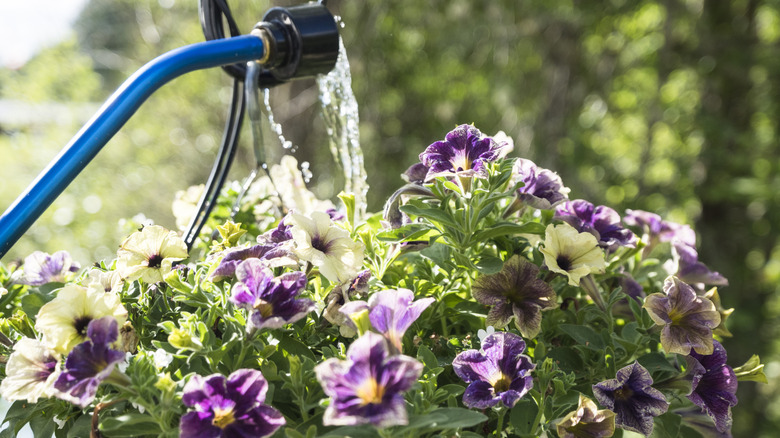 Water flows out of a hose into a hanging basket filled with petunias