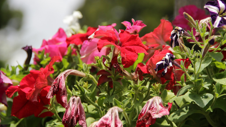 Red, purple, and white petunia flowers in various stages of wilting and blooming