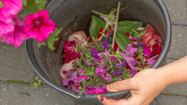 A gardener puts wilted petunia flowers in a bucket
