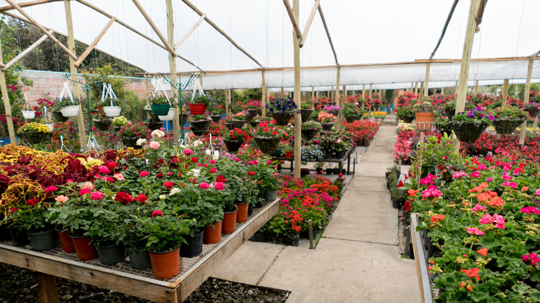 Nursery with roses, coleus, and geraniums
