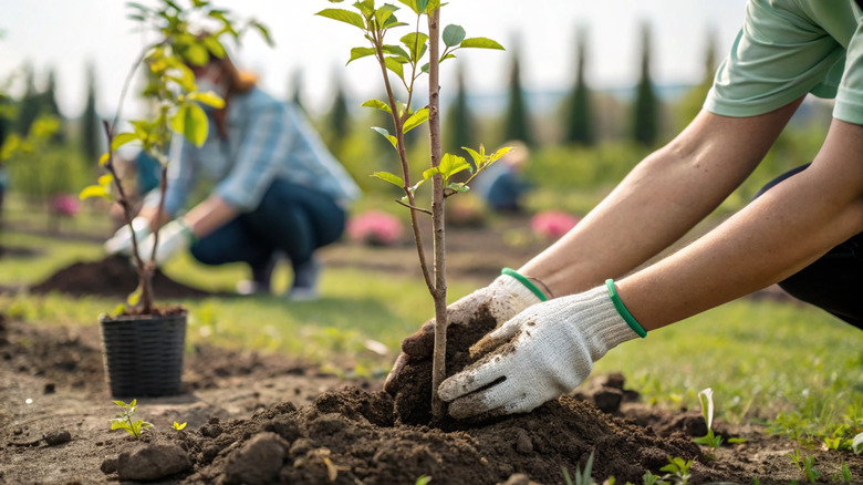 Person planting a tree into mound of dirt using gardening gloves