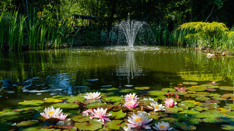 A picturesque garden pond