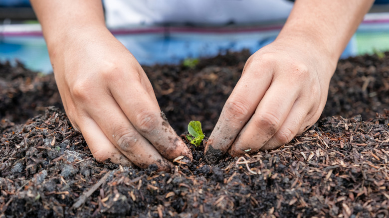 Planting a seedling in the ground