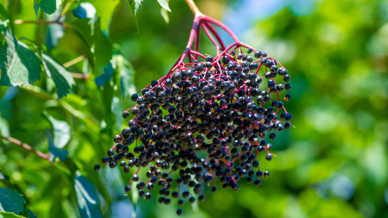 Elderberry cluster on tree
