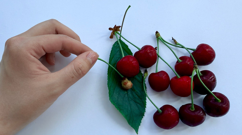 a hand holding cherry pits and stems.