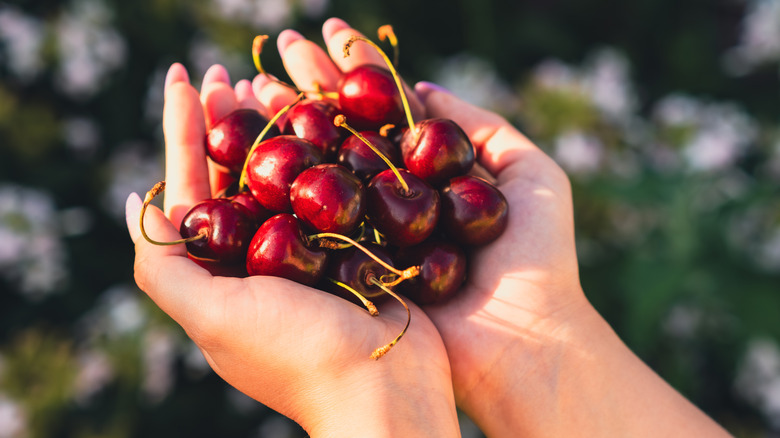 Hands cradle a variety of ripe red cherries freshly picked from a tree surrounded by a lush green garden under clear blue skies.