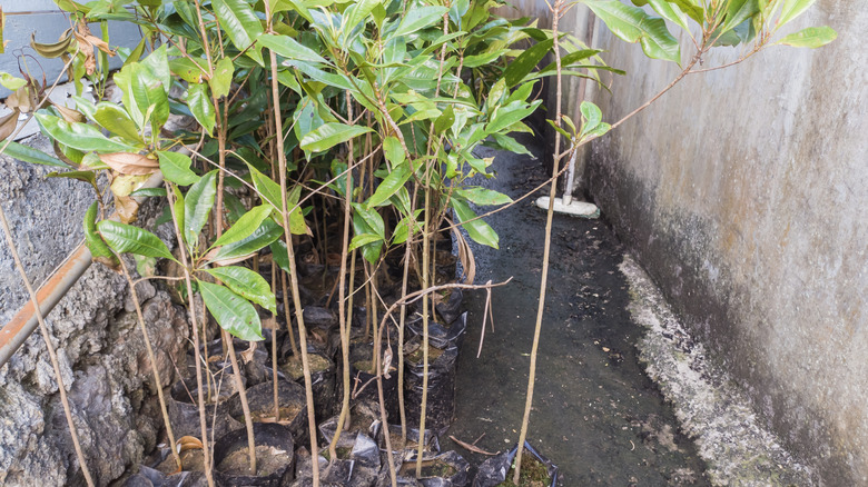Clove tree saplings growing in black plastic pots at a plant nursery.