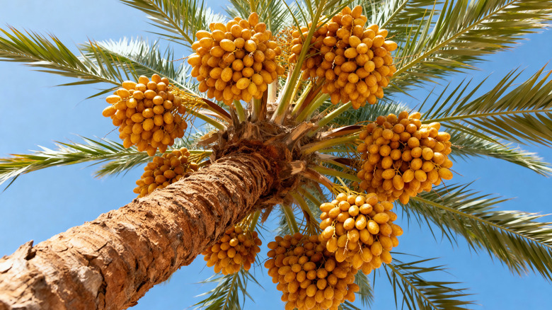 view from beneath a date balm with fruit