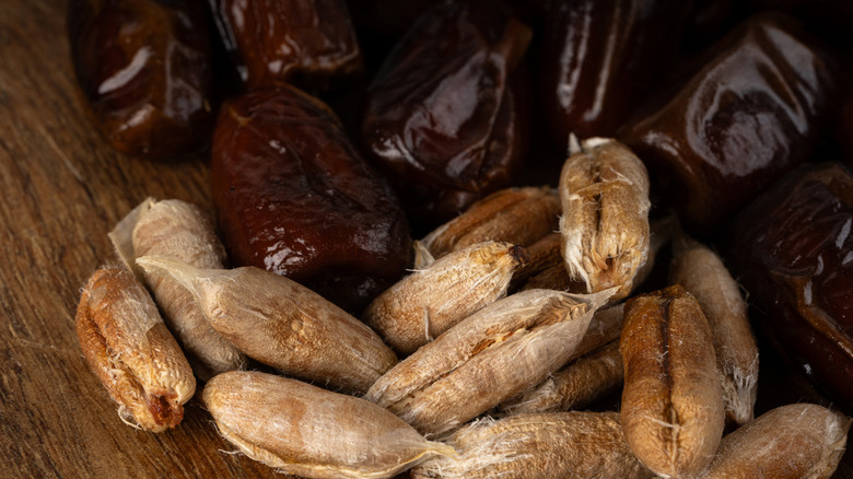 Trays of dates and date pits