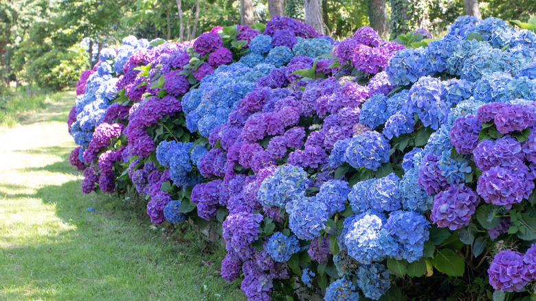 Blue and purple hydrangea hedge