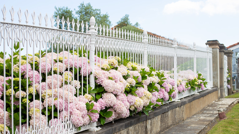 A hedge of identical hydrangeas