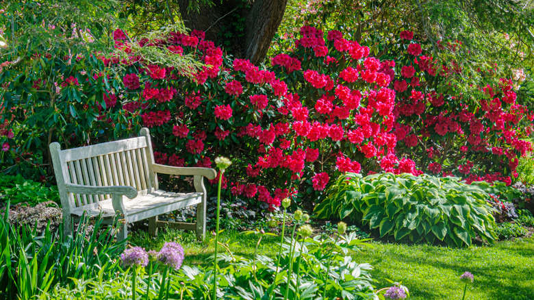 a bench in a shade garden with colorful flowers and foliage