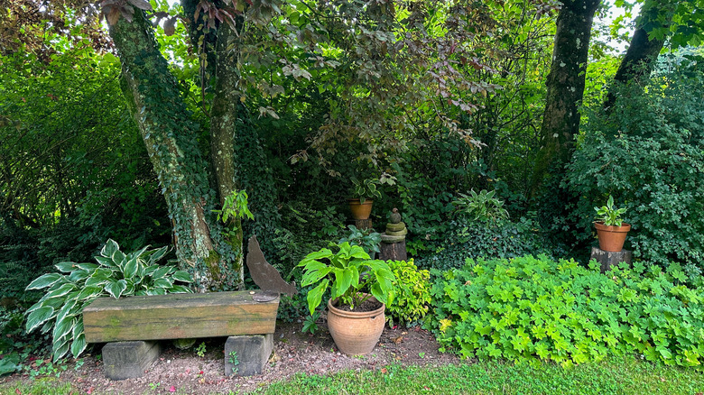 a shade garden with a bench and potted plants