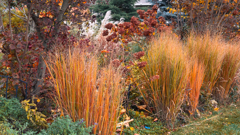 fall foliage on shrubs and orange-tinted ornamental grass