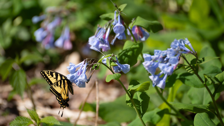 butterfly drinking nectar from a blue Virginia bluebell flower