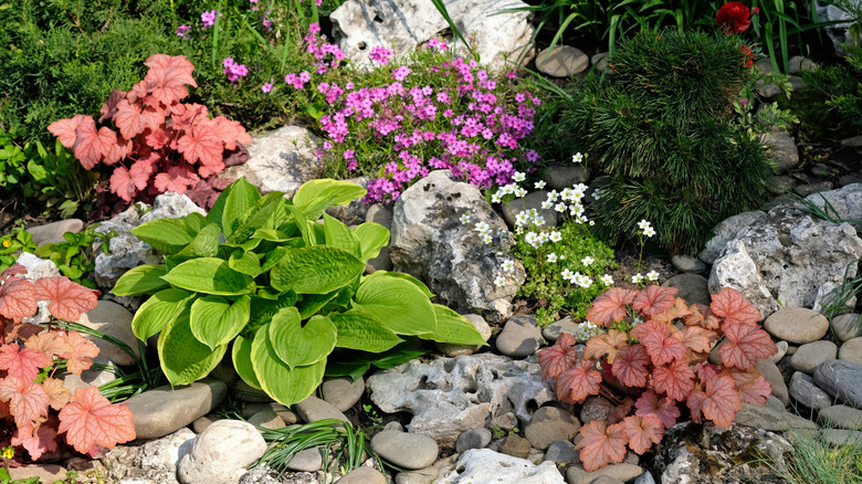 flowers, hostas, and Heucheras in a rock garden