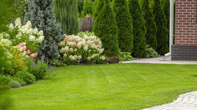 varied plants in lush lawn