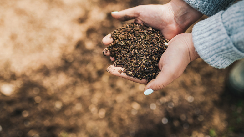 organic fertilizer held in hands