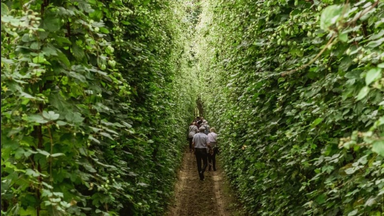 Towering rows of hops