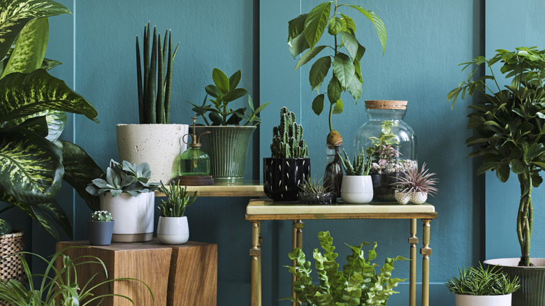 collection of various houseplants