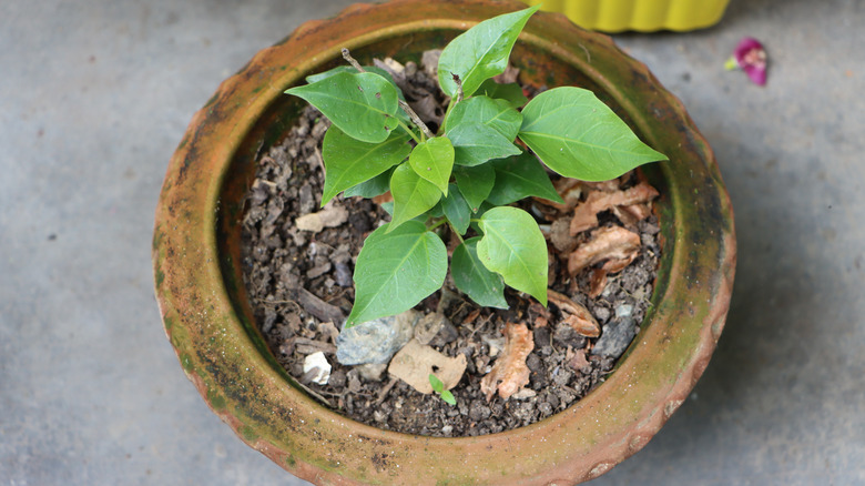 Small sacred fig plant in a container