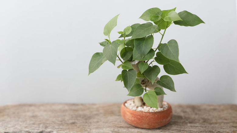 ficus religiosa in pot