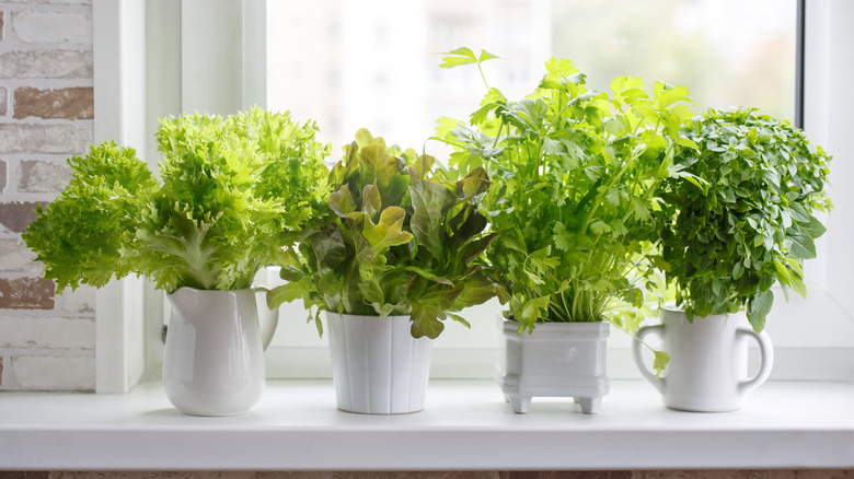 herbs in white pots