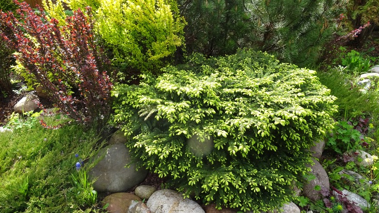 garden with dwarf spruce