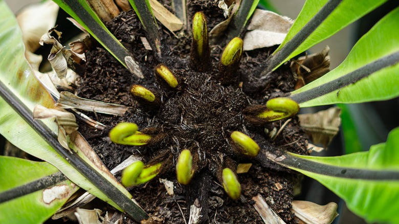 inner fronds of bird's nest fern