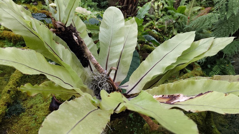large outdoor bird's nest fern 