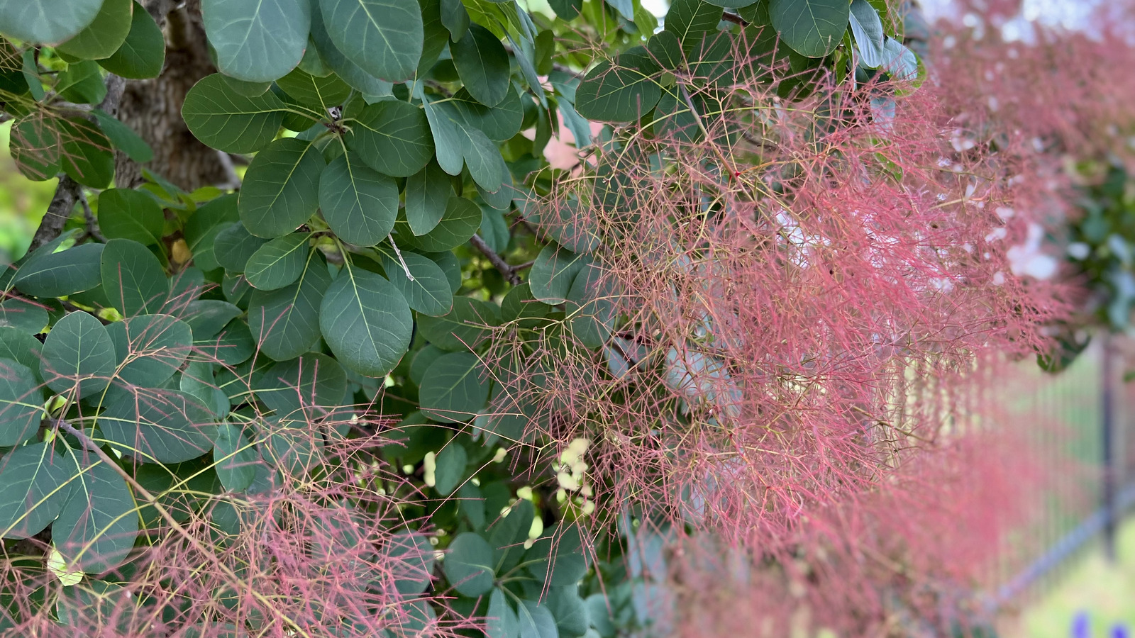How To Grow An American Smoke Tree Into A Bush For Patio Privacy