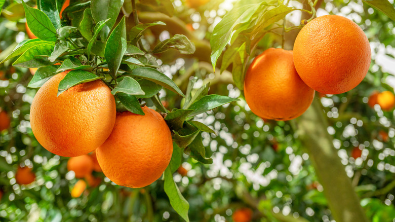 cluster of ripe oranges on a tree