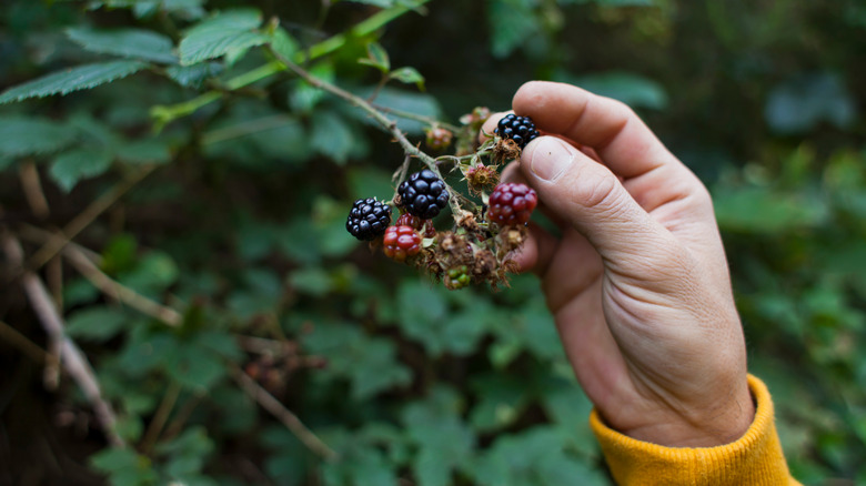 hand picking blackberries