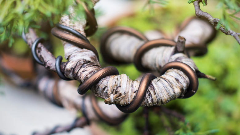 Wired branch of bonsai tree