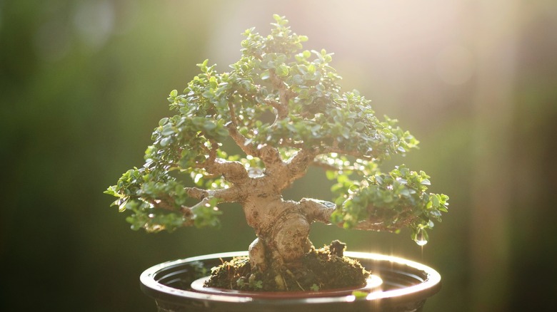 How to grow and care for an indoor bonsai tree