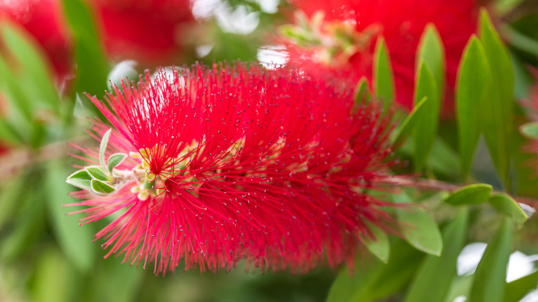 Red bottlebrush flower