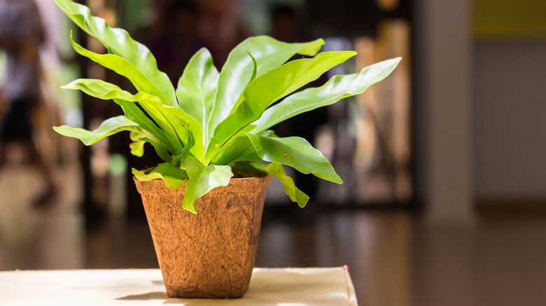 Asplenium nidus birds nest fern