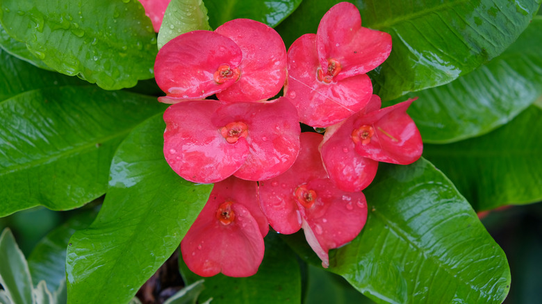 Crown of thorns plant