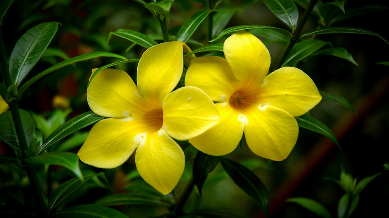 close up Yellow Allamanda cathartica